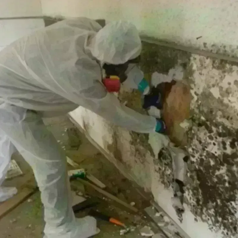 Mold Remediation and Removal in Shenandoah, LA